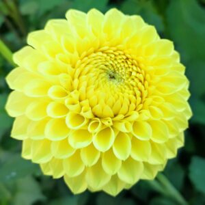 Dahlia Blyton Golden Girl