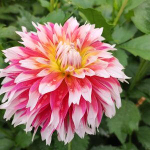 Dahlia Maxwelton's Harlequin