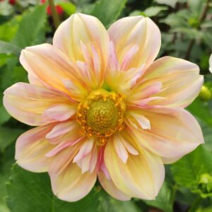 Dahlia April Heather