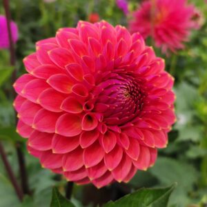 Dahlia Polventon Kristobel