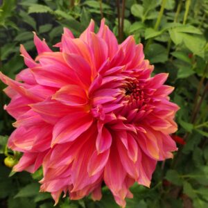 Dahlia Pink Spur