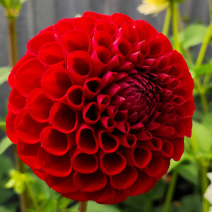 Dahlia Cornel