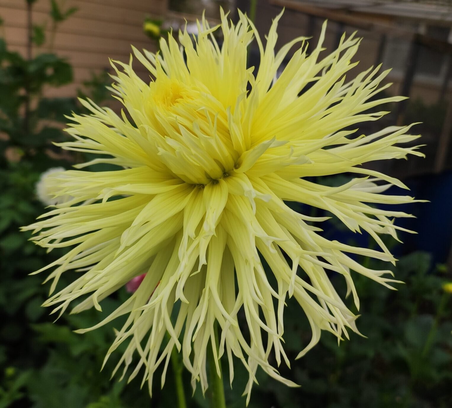 Dahlia Summerhouse Garden Lois - Image 2