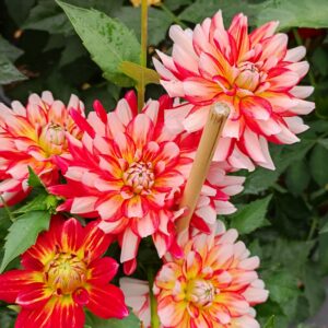 Dahlia Short Track
