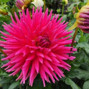 Dahlia Jubilee Boy