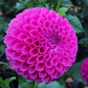 Dahlia Amanda's Rose