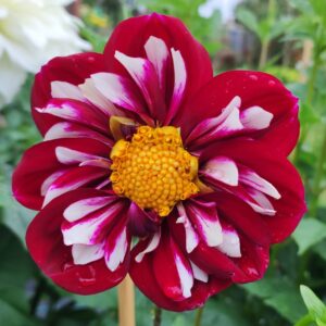 Dahlia Joal Shelbie