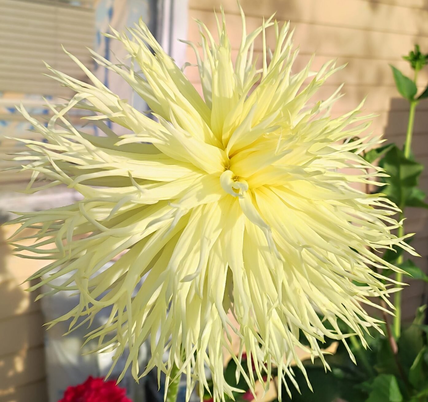 Dahlia Summerhouse Garden Lois - Image 3