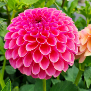 Dahlia Jowey Winnie