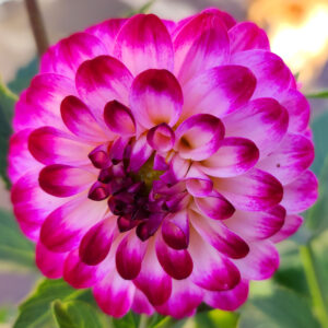 Dahlia Little Robert