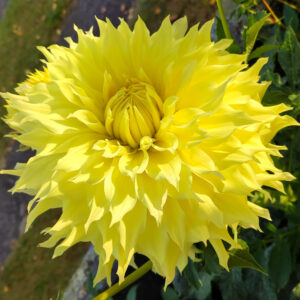 Dahlia Louis White