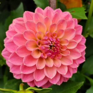 Dahlia Miss Piggy