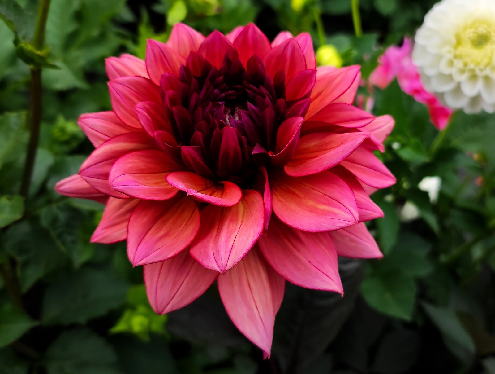 Dahlia Molly Raven - Image 2