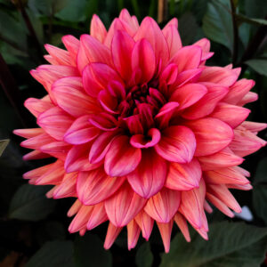 Dahlia Molly Raven