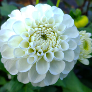 Dahlia Orsett Beauty
