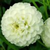 Dahlia Petra's Wedding