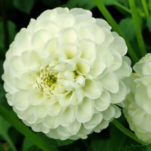 Dahlia Petra's Wedding