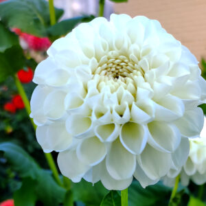 Dahlia Petra's Wedding