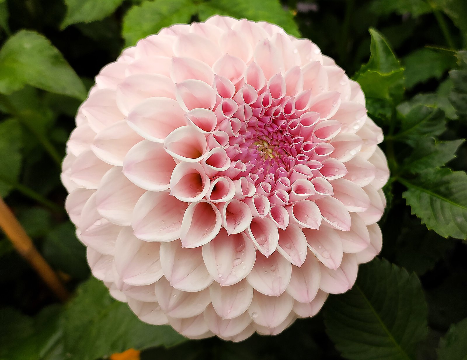 Dahlia Pink Pearl