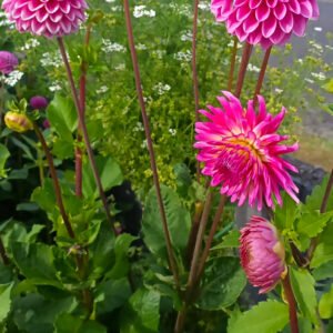 Alternative view of Dahlia Sandra aka Pink Sylvia