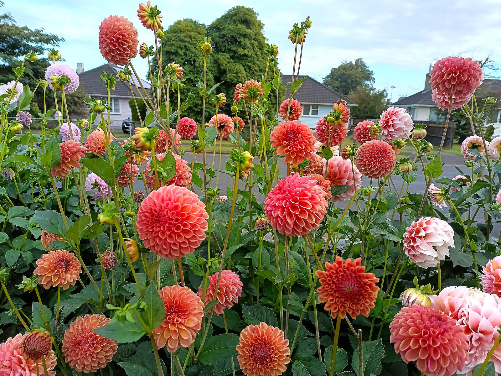 Dahlia Snoho JoJo - Image 3