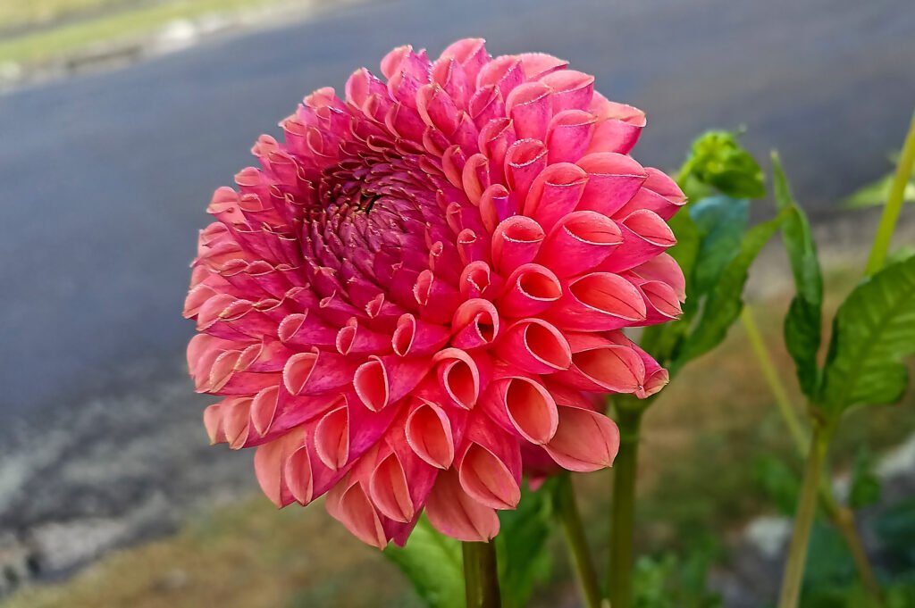 Dahlia Snoho JoJo – dahliasnz.com