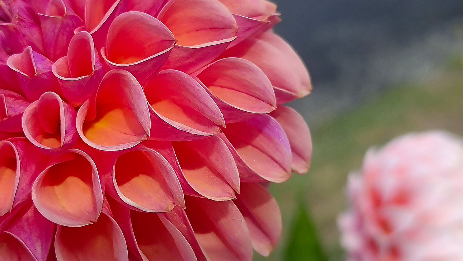 Dahlia Snoho JoJo - Image 2