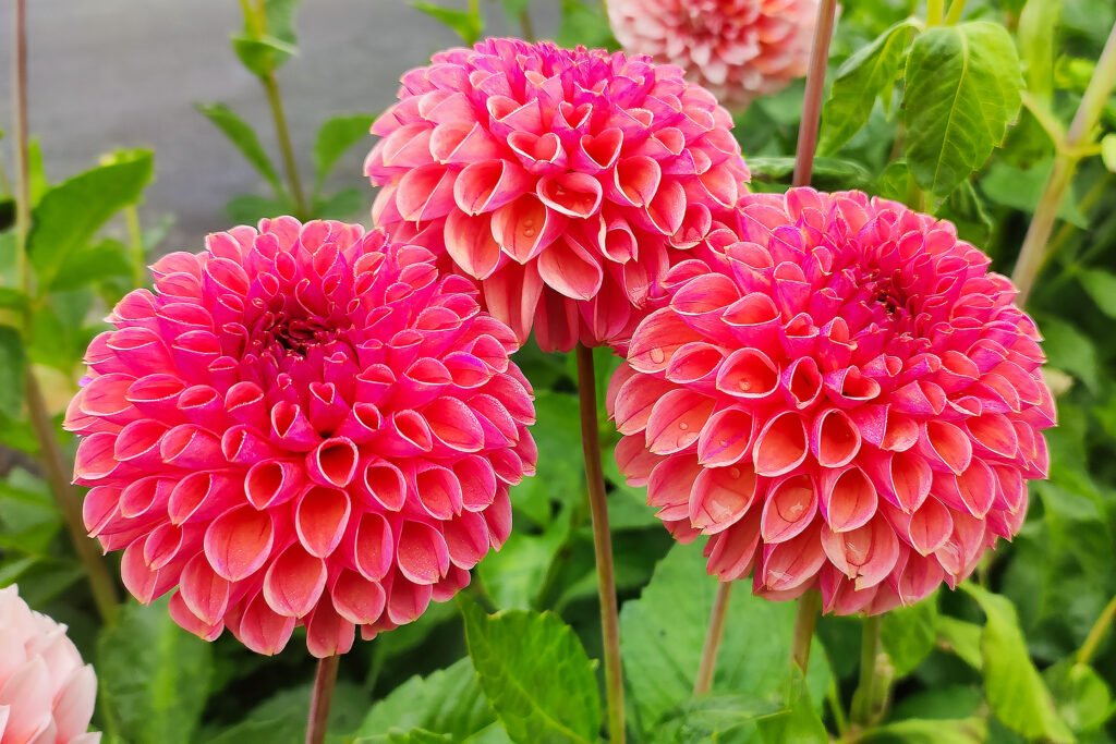 Dahlia Snoho JoJo – dahliasnz.com