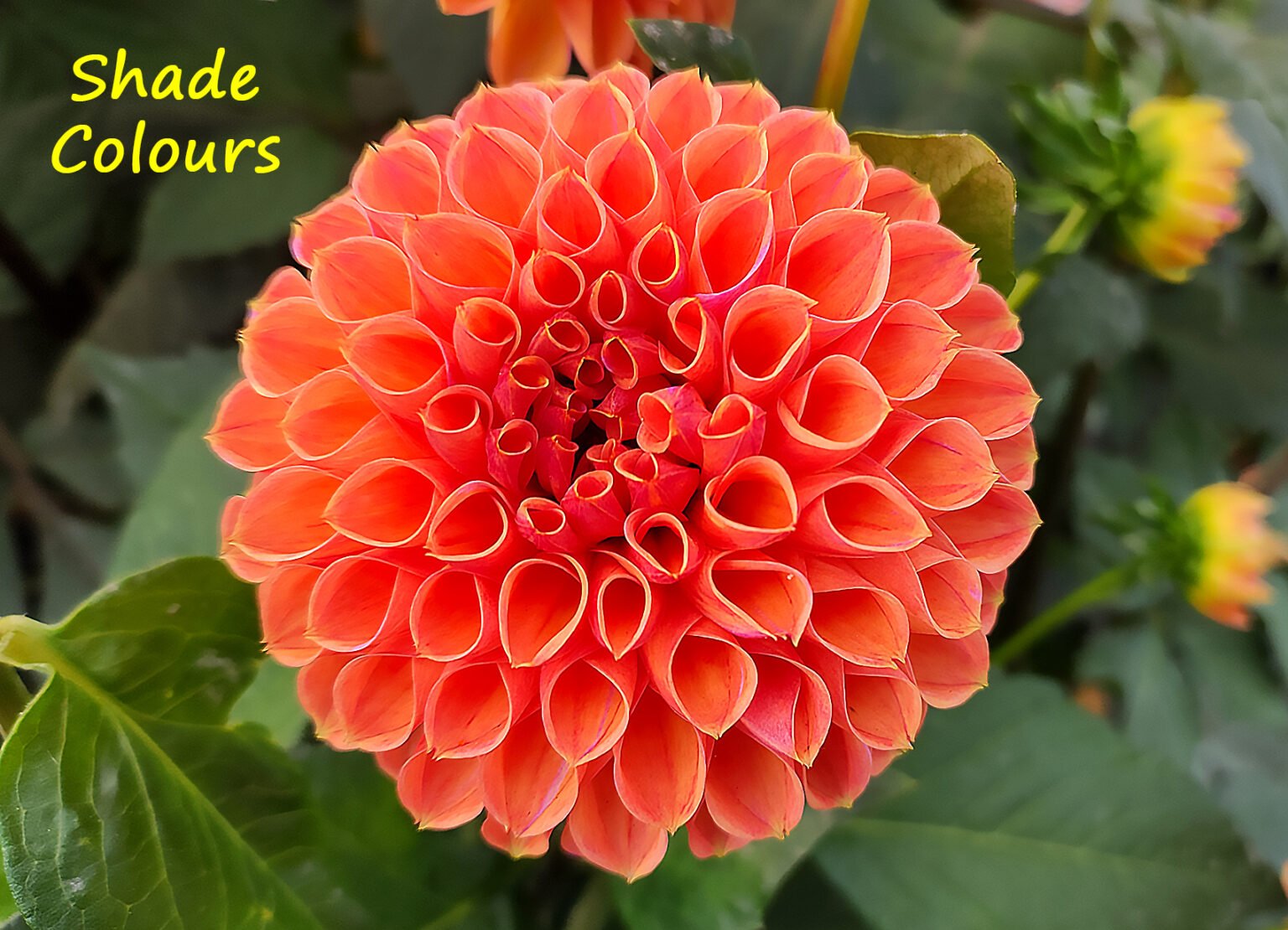 Dahlia Snoho JoJo – dahliasnz.com