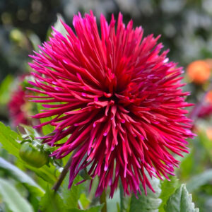 Dahlia Urchin