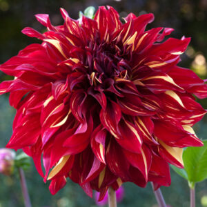 Dahlia Bohemian Spartacus