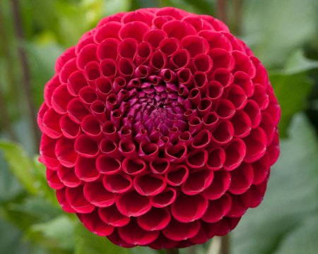 Dahlia Cornel - Image 2