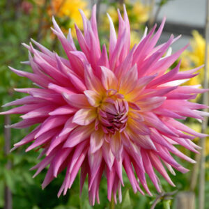 Dahlia Rose Jupiter