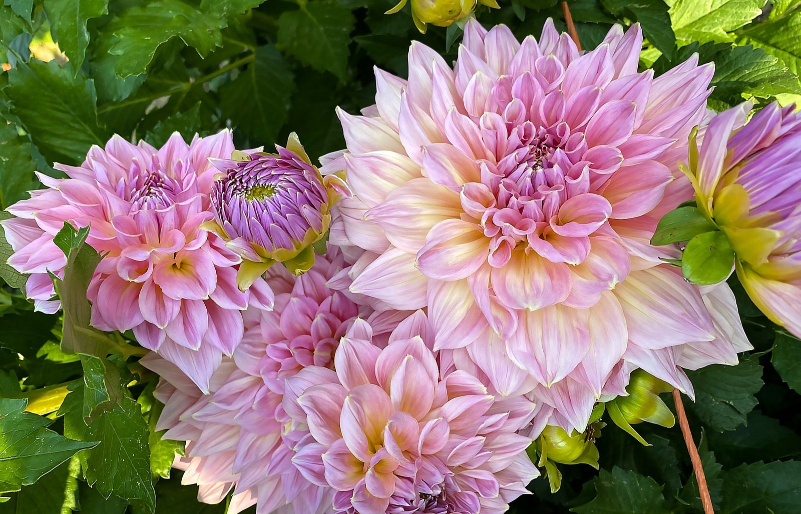 Dahlia Mingus Philip Snr - Image 2