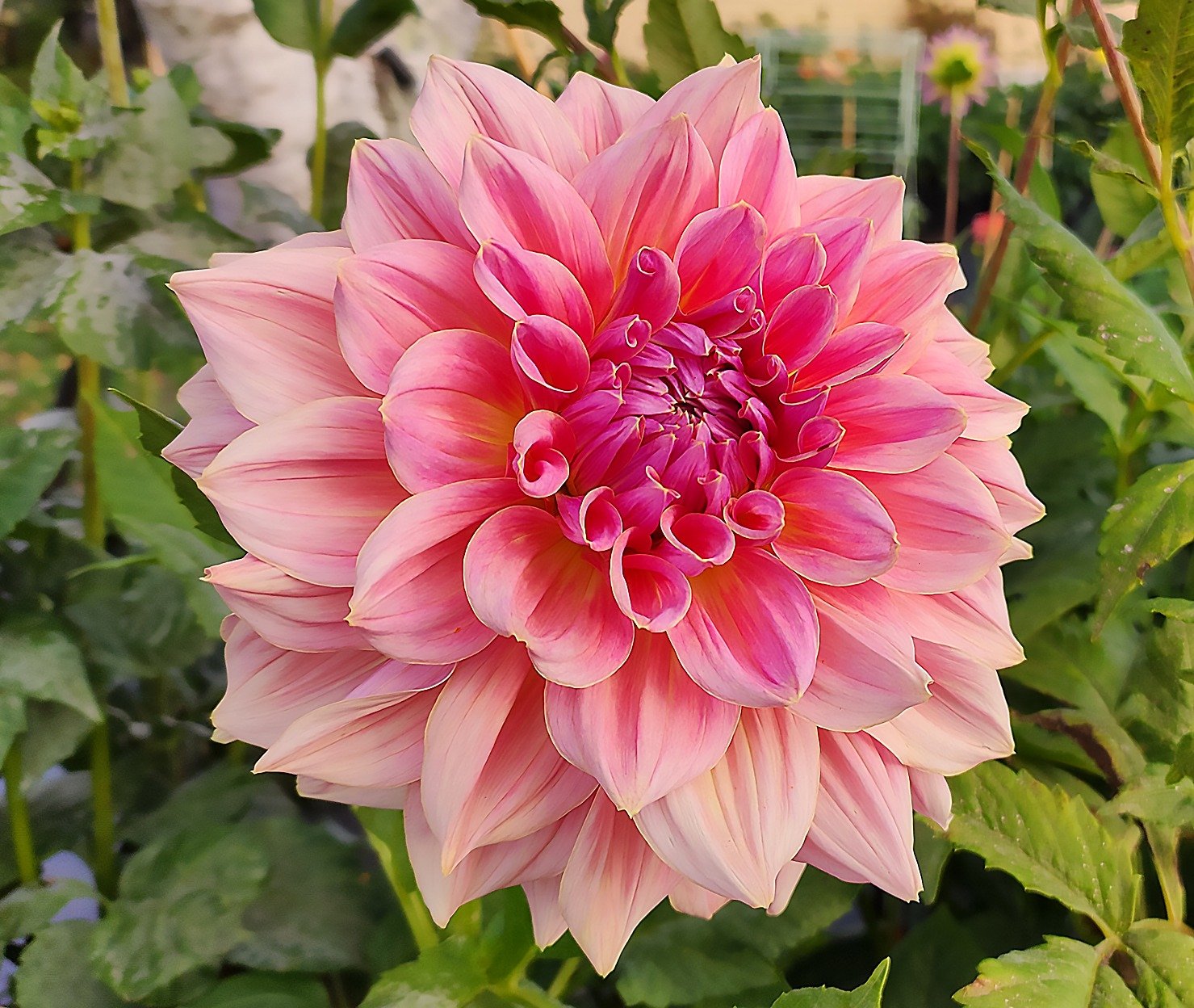 Dahlia Mingus Philip Snr - Image 4