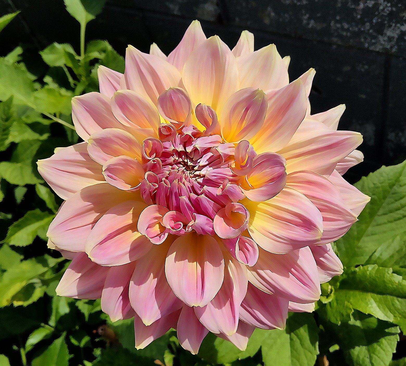 Dahlia Mingus Philip Snr - Image 3