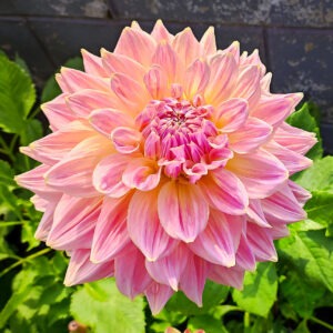 Dahlia Mingus Philip Snr