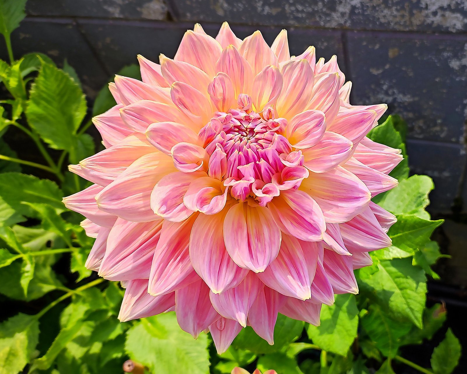 Dahlia Mingus Philip Snr