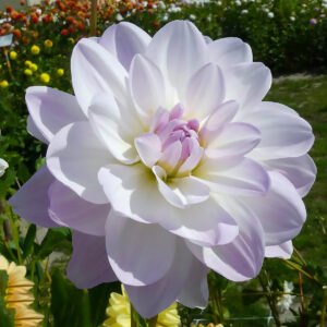 Dahlia Porcelain