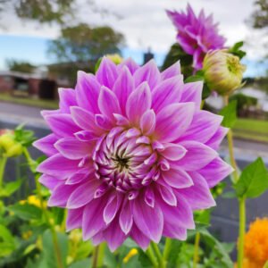 Dahlia Worton Blue Streak