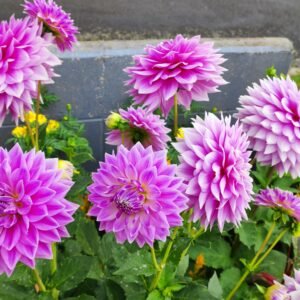 Alternative view of Dahlia Worton Blue Streak