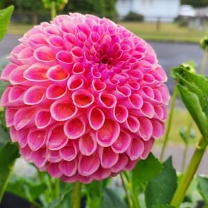 Dahlia Hapet Coppery