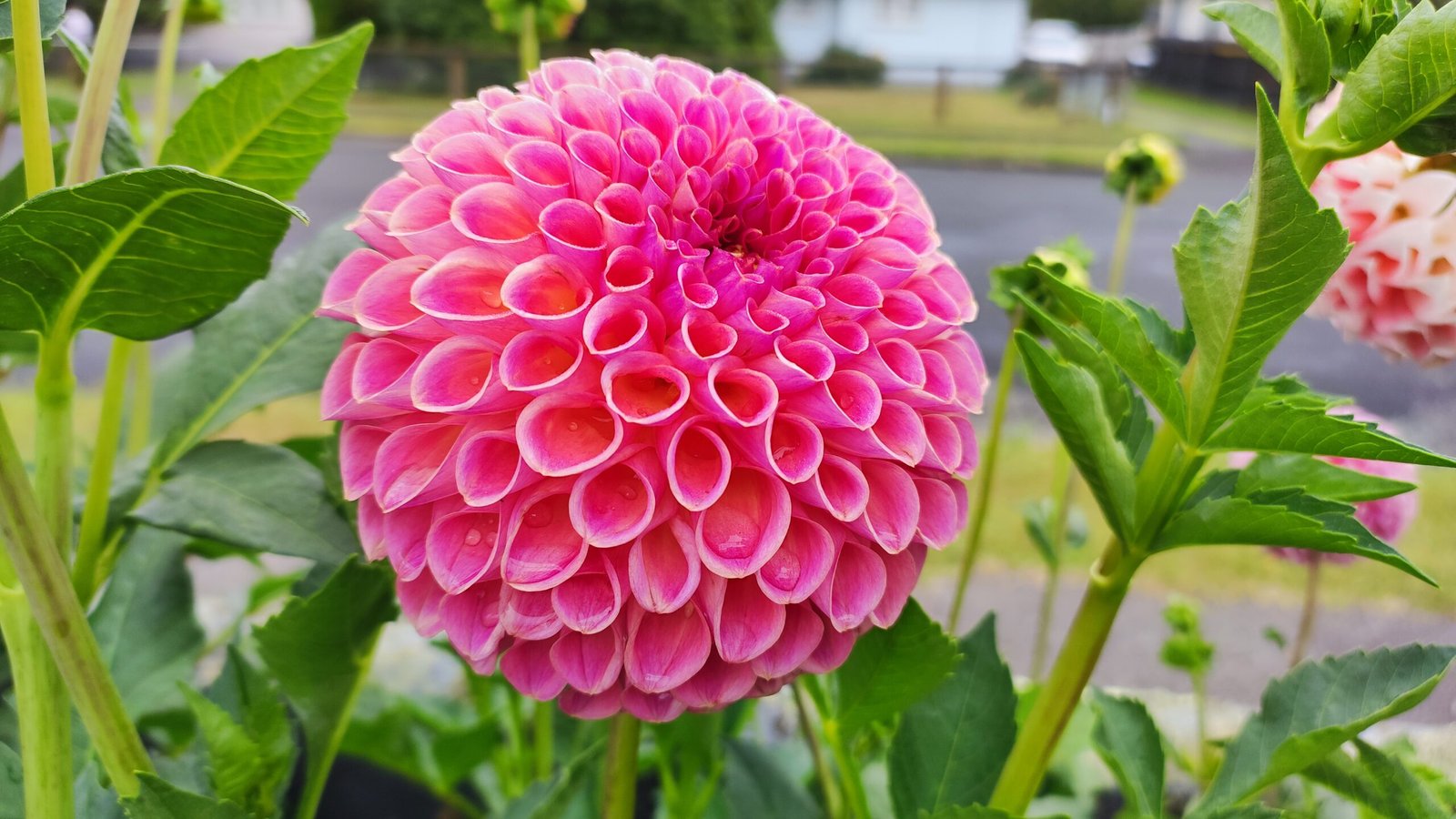 Dahlia Hapet Coppery