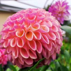 Alternative view of Dahlia Hapet Coppery