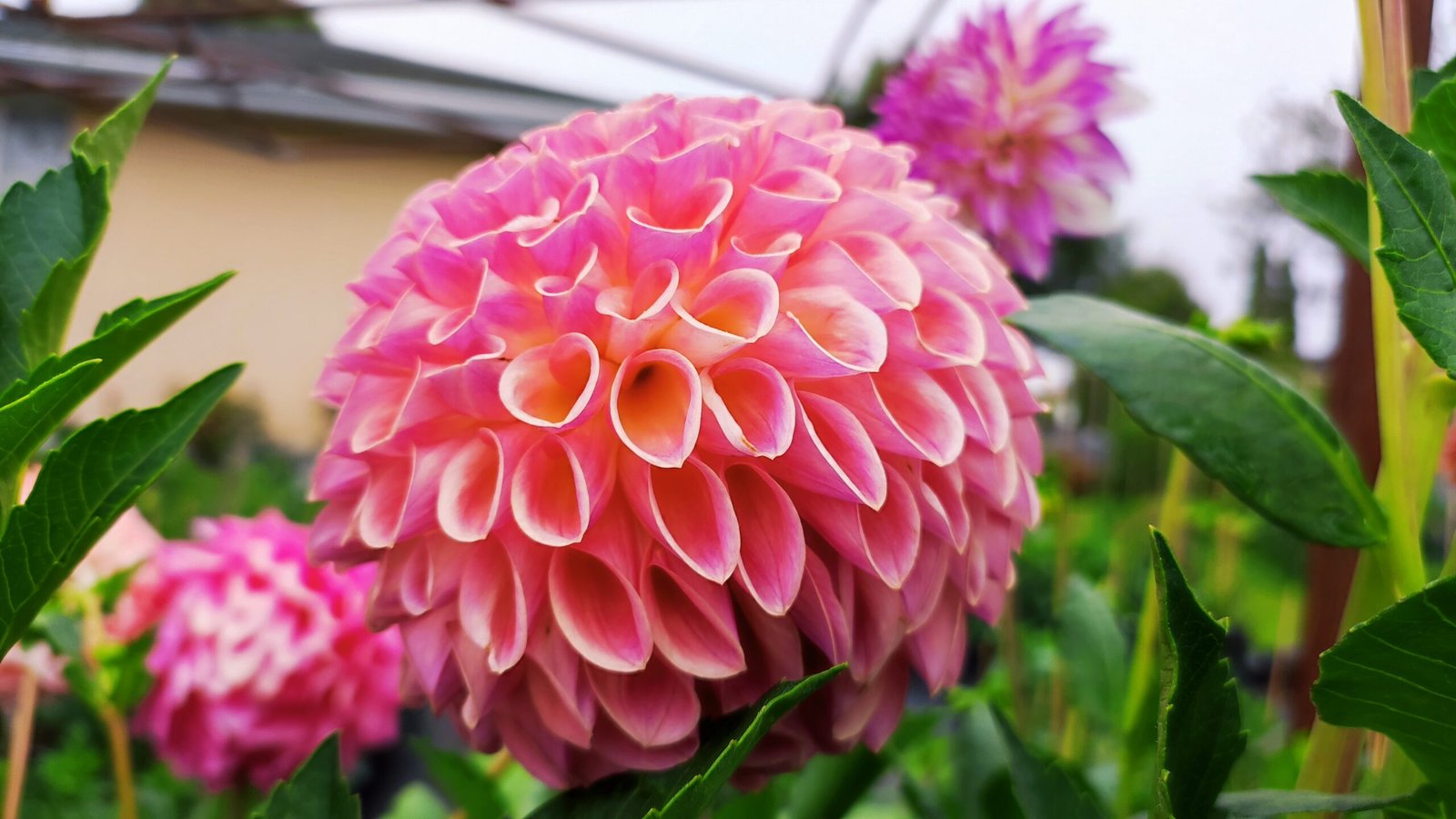 Dahlia Hapet Coppery - Image 2