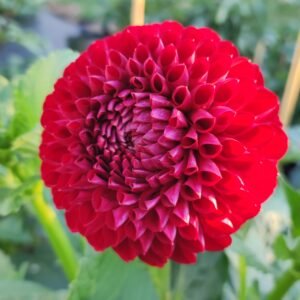 Alternative view of Dahlia Ken's Choice