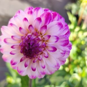 Alternative view of Dahlia Little Robert