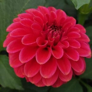 Dahlia Zundert Mystery Fox