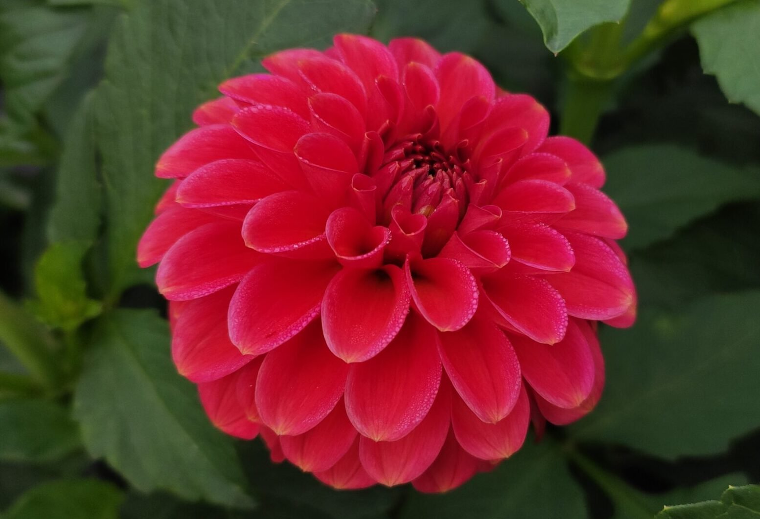 Dahlia Zundert Mystery Fox