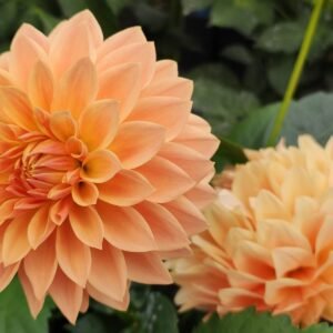 Dahlia Hamilton Lillian